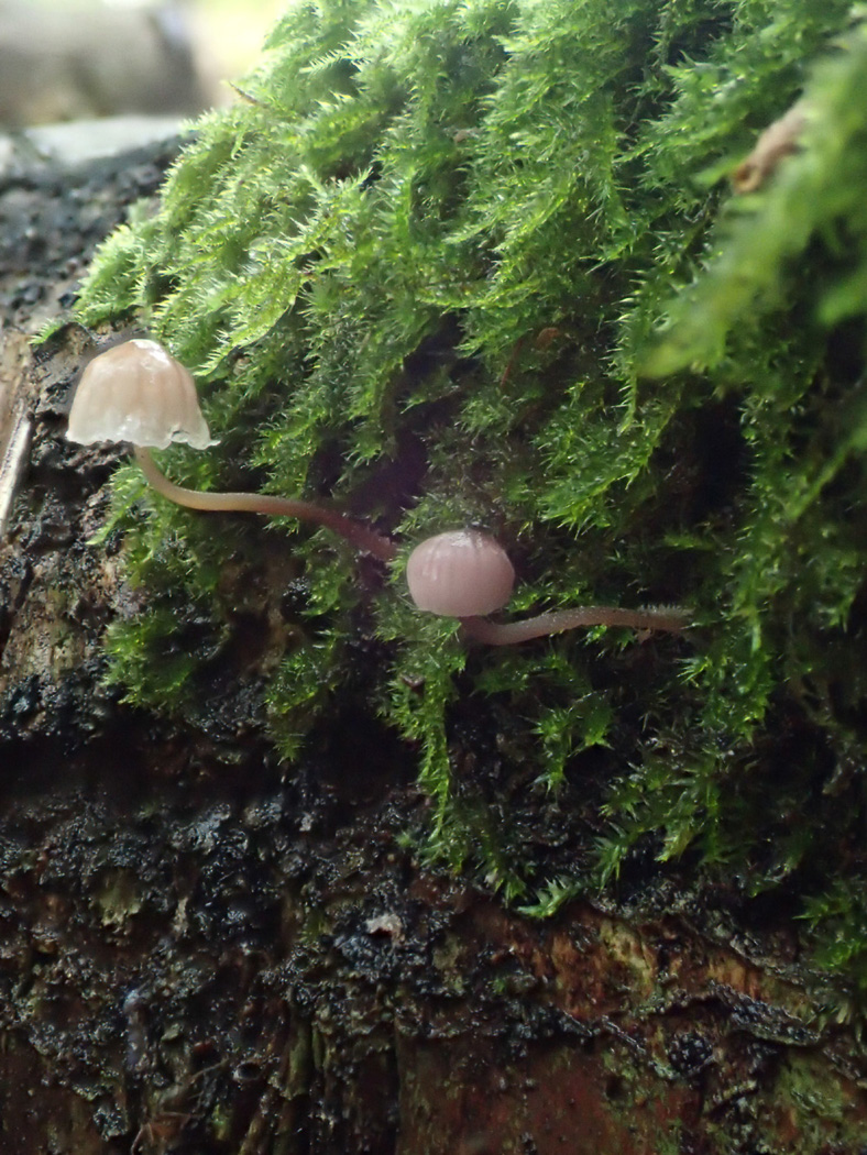 Photo © Sarah Ebdon Mycena meliigena by Sarah Ebdon